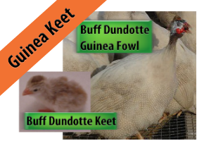 Buff Dundotte Guinea Keet