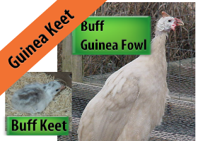 Buff Guinea Keet