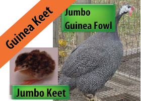 Jumbo Guinea Keet