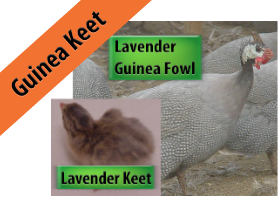 Lavender Guinea Keet
