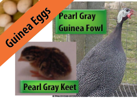Pearl Gray Hatching Eggs