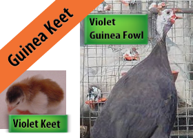 Violet Guinea Keet