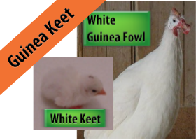 White African Guinea Keet