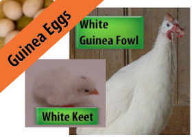 White African Hatching Eggs