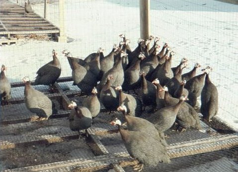 Guineas on wire flooring