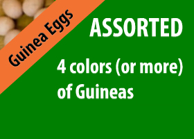 Assorted Guinea Eggs