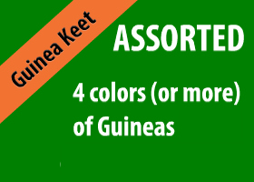 Assorted Guinea Keet