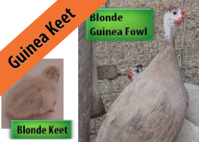 Blonde Guinea Keet