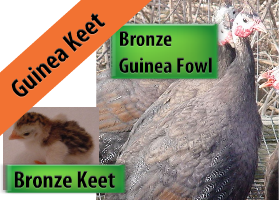 Bronze Guinea Keet