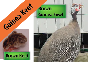 Brown Guinea Keet