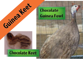 Chocolate Guinea Keet