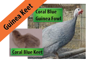 Coral Blue Guinea Keet