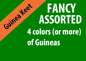Fancy Assorted Guinea Keet