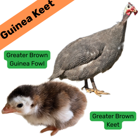Greater Brown Guinea Keet