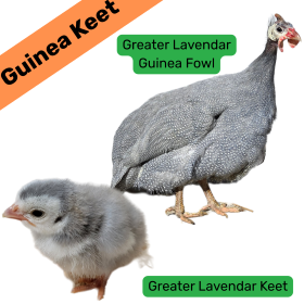 Greater Lavender Guinea Keet