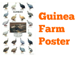 Guinea Farm Poster