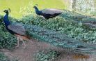 India Blue Peachick