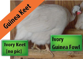 Ivory Guinea Keet