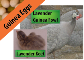 Lavender Guinea Eggs
