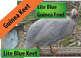 Light Coral Guinea Keet