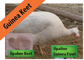 Opaline Guinea Keet