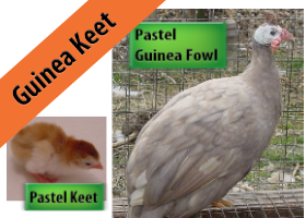 Pastel Guinea Keet
