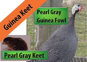 Pearl Gray Guinea Keet