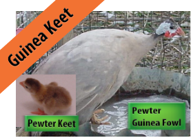 Pewter Guinea Keet