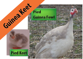 Pied Guinea Keet