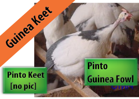Pinto Guinea Keet