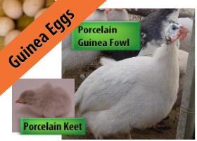 Porcelain Hatching Eggs