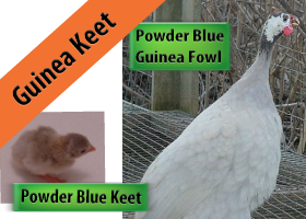 Powder Blue Guinea Keet