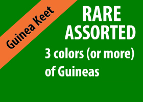 Rare Assorted Guinea Keet