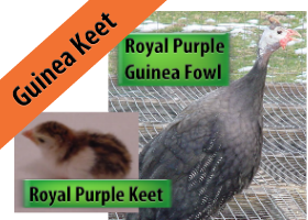 Royal Purple Guinea Keet
