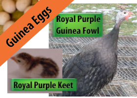 Royal Purple Hatching Eggs