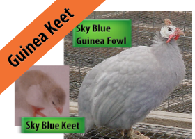 Sky Blue Guinea Keet