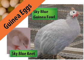 Sky Blue Hatching Eggs