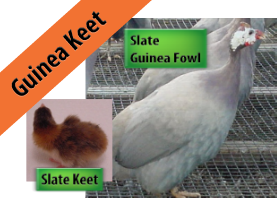 Slate Guinea Keet